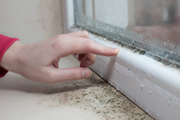 Best Mold Removal for HVAC Installations  in Jefferson, OH